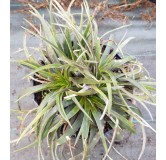 Dyckia 'Green Inermis'