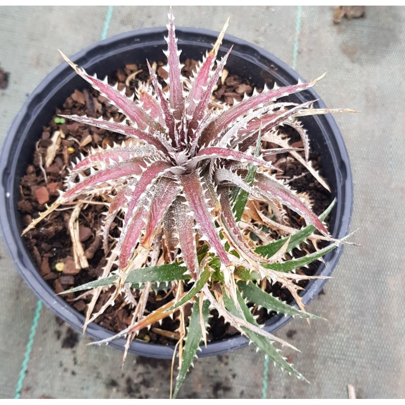 Dyckia 'Brittle Star M1' Dyckia 'Brittle Star M1'
