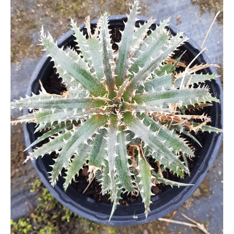 Dyckia 'Brittle Star M2' Dyckia 'Brittle Star M2'