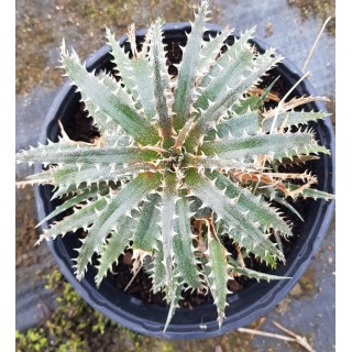 Dyckia 'Brittle Star M2'