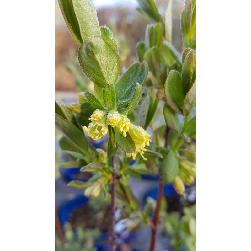 Lonicera caeruela var kamtschatica 'Fruity berry®' / Baie de mai Lonicera caeruela var kamtschatica 'Fruity berry®' / Baie de mai