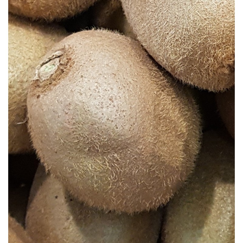 Actinidia deliciosa 'Jenny'/ Kiwi 'Jenny' (Autofertile) Actinidia deliciosa 'Jenny'/ Kiwi 'Jenny' (Autofertile)