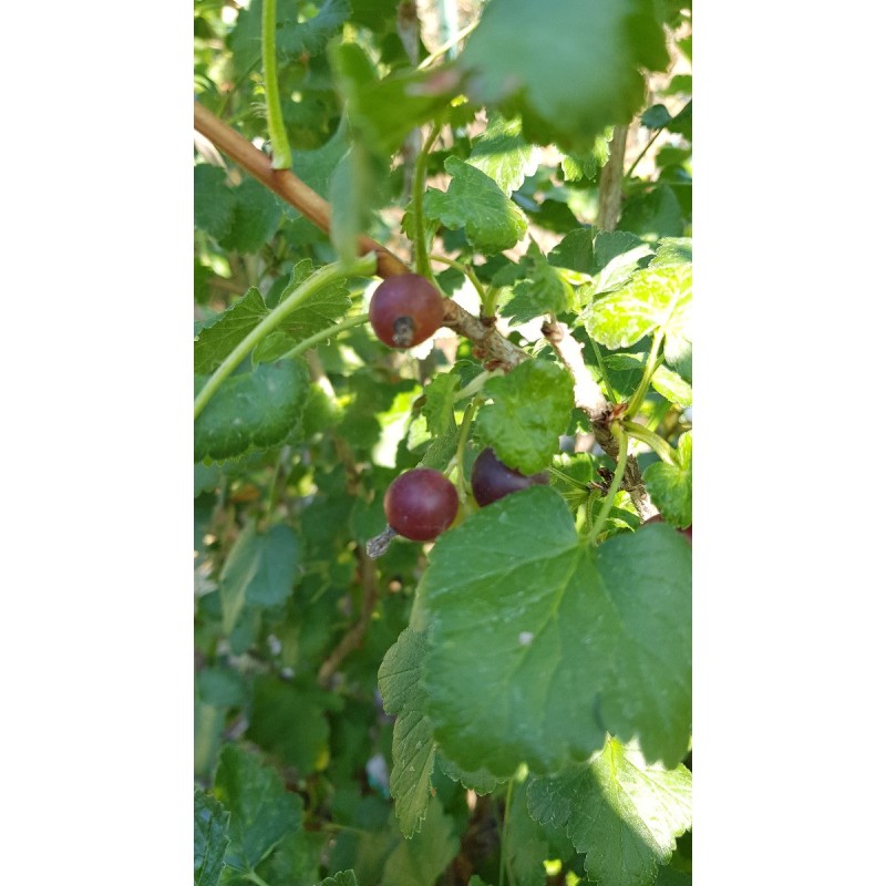 Ribes nigrum x divaricatum 'Josta' / Casseillier Josta