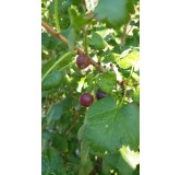 Ribes nigrum x divaricatum 'Josta' / Casseillier Josta