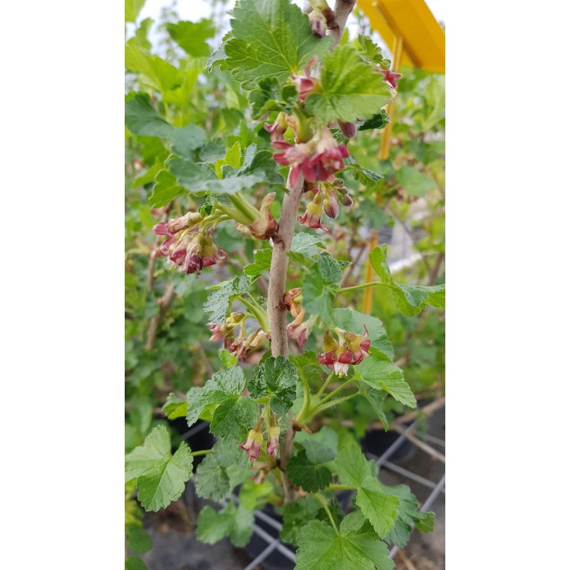 Ribes x culverwellii / Casseillier