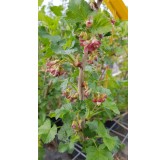 Ribes x culverwellii / Casseillier