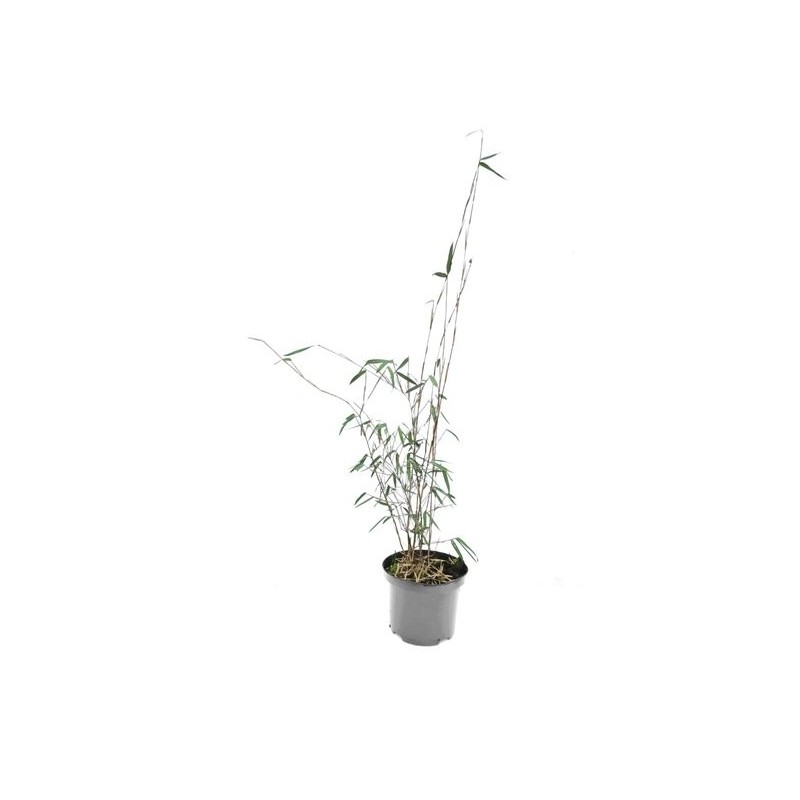 Plantes d'extérieur - fargesia jiuzhaigou - hauteur totale 70-90 cm - pot 2 ltr
