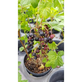 Ribes nigrum 'GÃ©ant de Boskoop' / Cassissier 'GÃ©ant de Boskoop'