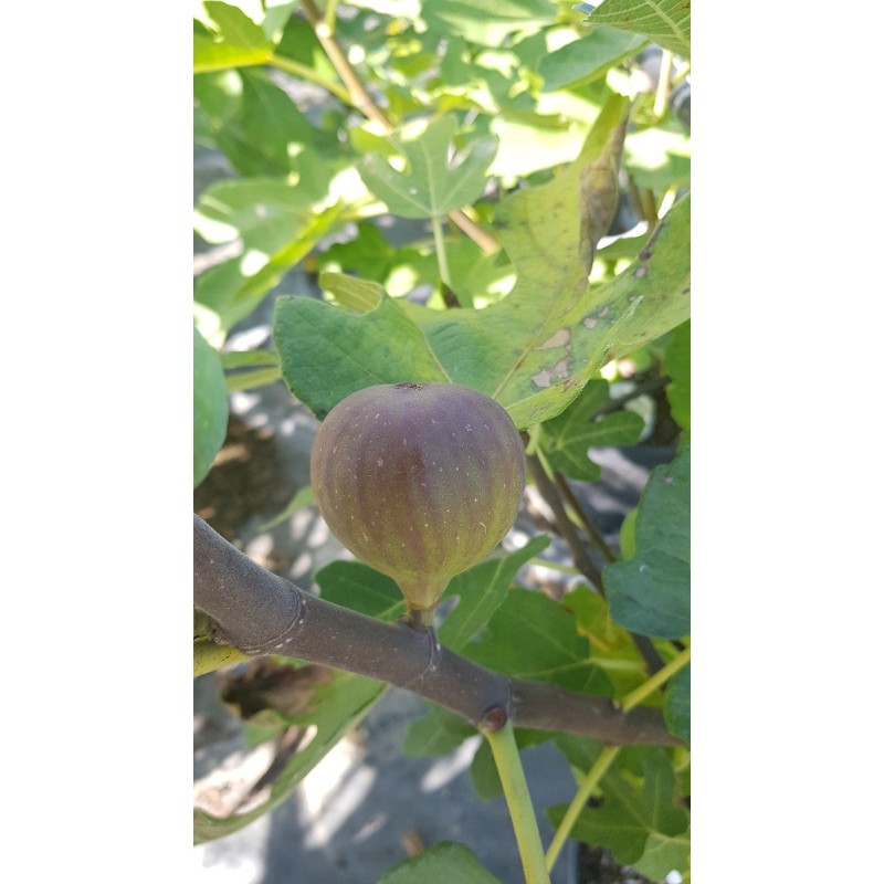 Ficus carica 'Violette D'Argenteuil' / Figuier 'Violette D'Argenteuil' Ficus carica 'Violette D'Argenteuil' / Figuier 'Violette D'Argenteuil'