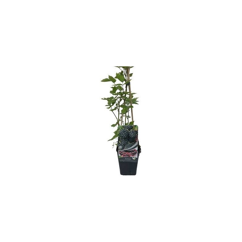 Plantes d'extérieur - rubus fruticosus sp. black satin 2 ltr pot