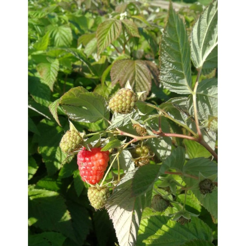 Rubus idaeus 'Enrosadira'® / Framboisier 'Enrosadira'® (Remontant) Rubus idaeus 'Enrosadira'® / Framboisier 'Enrosadira'® (Remontant)