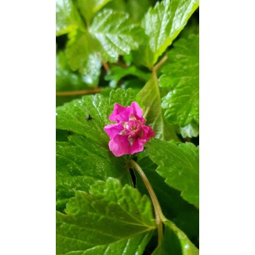 Rubus arcticus 'Sofia' / Framboisier nain artique