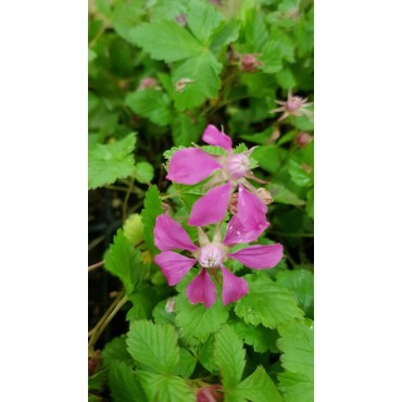 Rubus arcticus 'Beata' / Framboisier nain artique