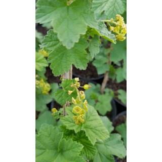 Ribes rubrum 'Jonkheer van Tets' / Groseillier Ã  grappes rouges