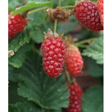 Rubus x loganobaccus 'Loganberry' / MÃ»re framboise (Sans Ã©pine)