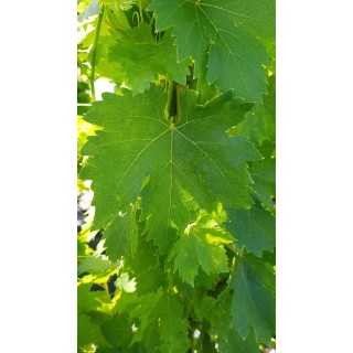 Vitis vinifera 'Cardinal' / Vigne 'Cardinal'