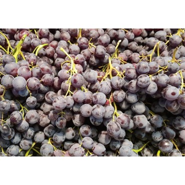 Vitis vinifera 'Muscat de Hambourg' / Vigne 'Muscat de Hambourg'