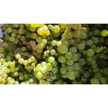 Vitis vinifera 'Chasselas dorÃ©' / Vigne 'Chasselas dorÃ©'