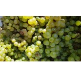 Vitis vinifera 'Chasselas dorÃ©' / Vigne 'Chasselas dorÃ©'