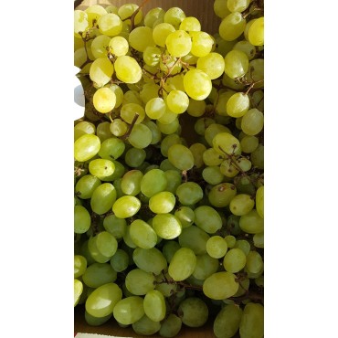 Vitis vinifera 'Italia'  / Vigne 'Italia'