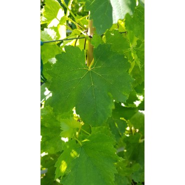 Vitis vinifera 'Perlette' / Vigne 'Perlette' (Sans pÃ©pins)