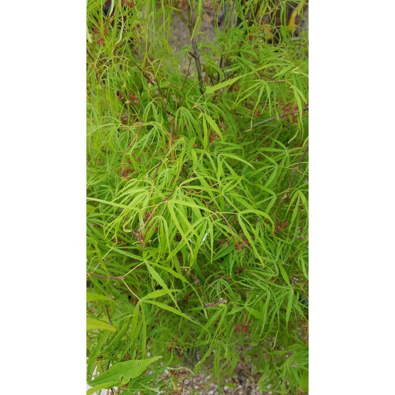 Acer palmatum 'Koto-No-Ito' / Erable du Japon Acer palmatum 'Koto-No-Ito' / Erable du Japon