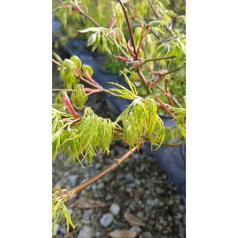 Acer palmatum dissectum 'Shinonome' / Erable du Japon Acer palmatum dissectum 'Shinonome' / Erable du Japon