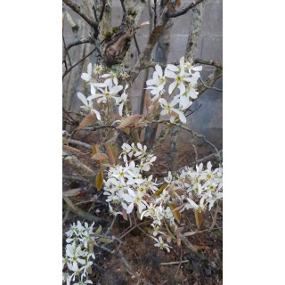 Amelanchier canadensis / AmÃ©lanchier du Canada