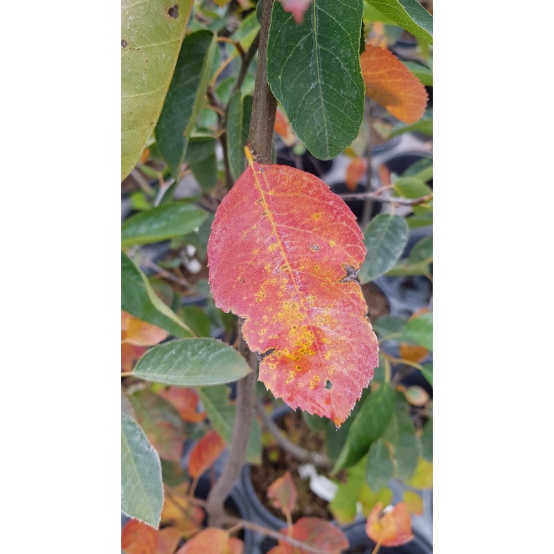 Amelanchier canadensis 'October Flame'® / Amélanchier du Canada Amelanchier canadensis 'October Flame'® / Amélanchier du Canada