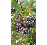Aronia melanocarpa / Aronie du Canada