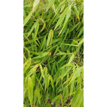 Fargesia robusta 'Campbell' / Bambou non traÃ§ant