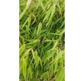Fargesia robusta 'Campbell' / Bambou non traÃ§ant