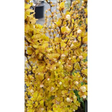 Berberis thunbergii 'Maria'Â® / Ã‰pine-vinette de Thunberg