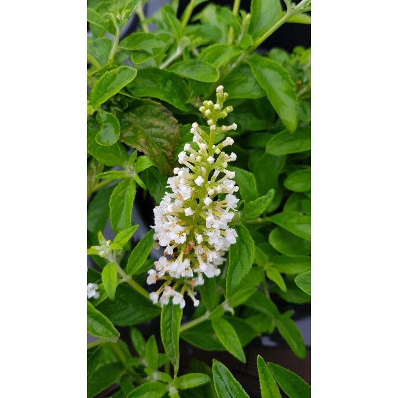 Buddleia x MISS PEARL® 'Miss P' / Arbre aux papillons nain blanc Buddleia x MISS PEARL® 'Miss P' / Arbre aux papillons nain blanc