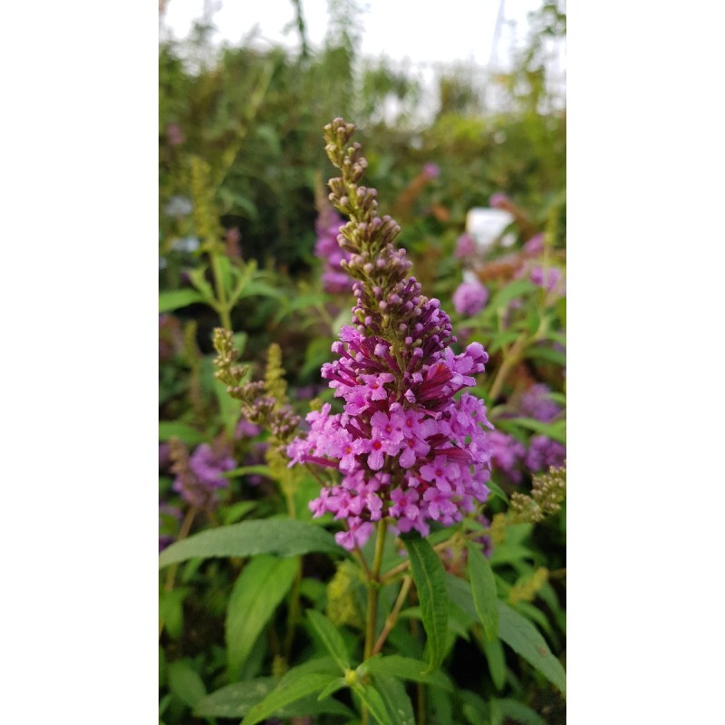 Buddleia davidii BUZZ 'Violet'® / Arbre aux papillons nain Buddleia davidii BUZZ 'Violet'® / Arbre aux papillons nain