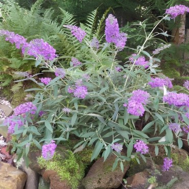 Buddleia davidii 'Sophie' / Arbre aux papillons