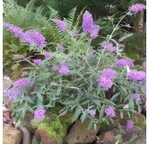 Buddleia davidii 'Sophie' / Arbre aux papillons