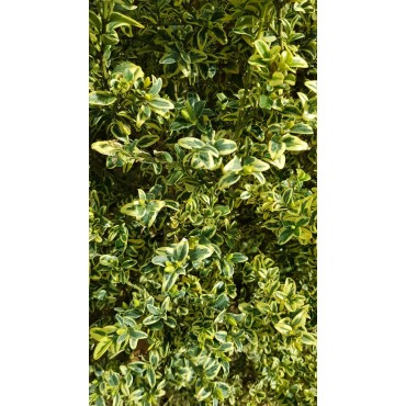 Buxus sempervirens 'Elegans' / Buis panachÃ©
