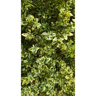 Buxus sempervirens 'Elegans' / Buis panachÃ©