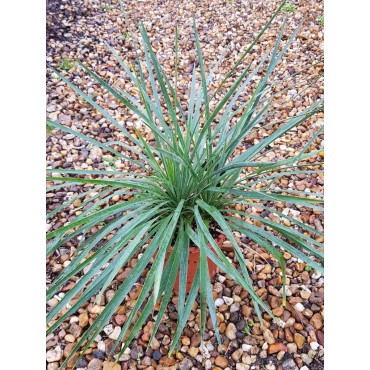 Yucca x 'Katana'Â® ( 2 TÃªtes)