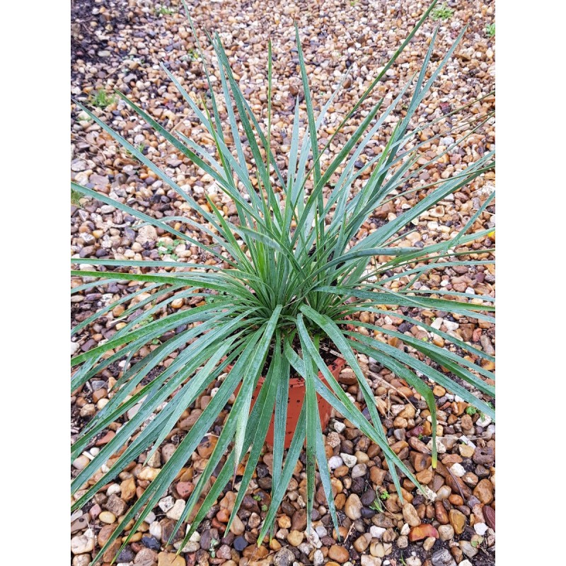 Yucca x 'Katana'® ( 2 Têtes) Yucca x 'Katana'® ( 2 Têtes)