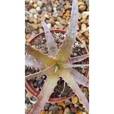 Hechtia michoacana