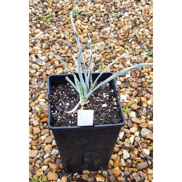 Yucca harrimaniae v. Gilbertiana / Yucca du Grand Lac SalÃ©