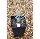 Yucca harrimaniae v. Gilbertiana / Yucca du Grand Lac SalÃ©