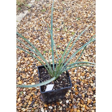 Yucca filifera / Yucca filifÃ¨re