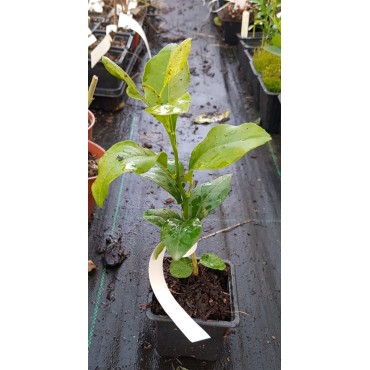 Citrus volkameriana (De semis) / Citron Volkamer / Godet / Agrume