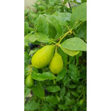 Citrus x floridana (De bouture) / Limequat long