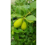 Citrus x floridana (De bouture) / Limequat long