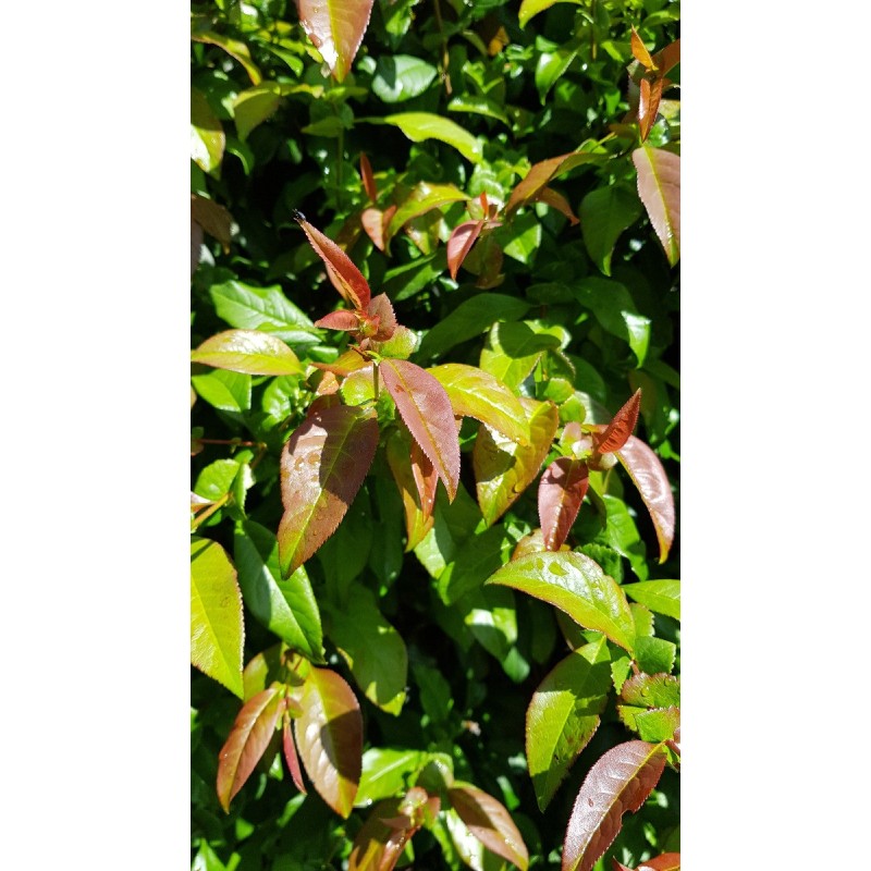 Chaenomeles x superba 'Caméo' / Cognassier du Japon Saumon Chaenomeles x superba 'Caméo' / Cognassier du Japon Saumon