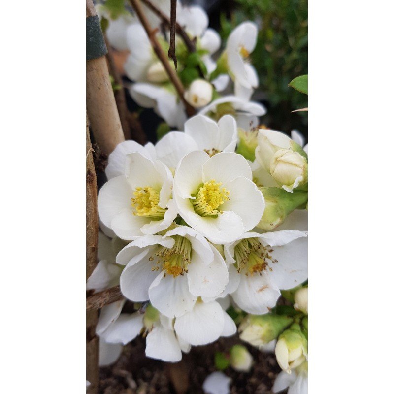 Chaenomeles speciosa 'Nivalis' / Cognassier du Japon blanc pur Chaenomeles speciosa 'Nivalis' / Cognassier du Japon blanc pur